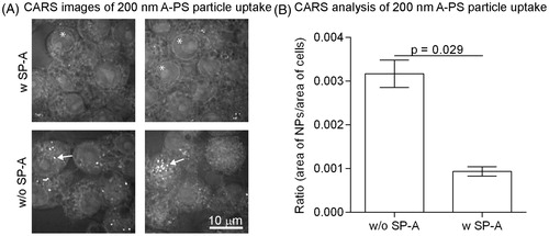 Figure 3. The association of 200 nm unlabelled A-PS with (w) and without (w/o) SP-A to macrophage-like RAW264.7 cells visualised and quantified by CARS. (A) CARS images; 200 nm A-PS particles show up as white particles (arrows). Note that other –CH2-rich structures, such as the nuclear membrane, shows up as a visible ring in each cell (asterisks). (B) CARS images were analysed using MATLAB software as described in the materials and methods section. N = 4 per column. Shown is the mean ± standard derivation. p < 0.05 was considered statistically significant.