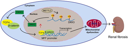 Figure 8. The molecular action schematic. METTL3 activates the DKK3-mediated TCF4/β-catenin signaling pathway by increasing the m6A modification on DKK3 and promotes the entry of TCF4 and β-catenin into the nucleus to increase MFF transcriptional expression, leading to mitochondrial dysfunction and oxidative stress, thereby causing renal fibrosis.