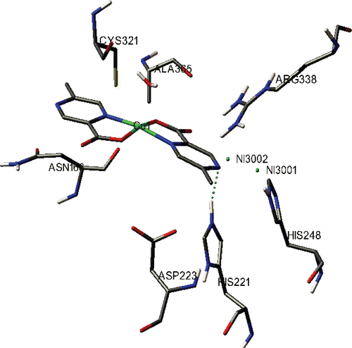Figure 2.  Complex 2 is bound into H. pylori urease (entry 1E9Z in the Protein Data Bank). The dotted line shows the hydrogen bond.