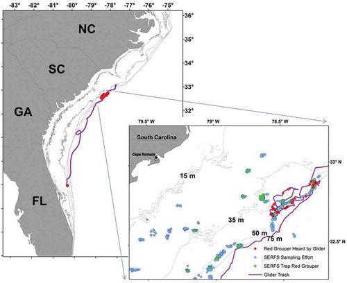 FIGURE 4. Locations of Red Grouper caught in traps (green circles) in southeastern U.S. waters off the South Carolina coast; and locations of Red Grouper sounds recorded by the autonomous glider (red circles). Trap data are from the Southeast Reef Fish Survey (SERFS; see Methods for details).