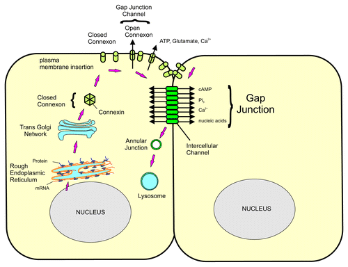 Figure 2. Schematic representation of the formation and degradation of gap junctions. Following their synthesis, Cxs enter the Golgi where the connexons are assembled. The connexon is then transported and assembled into the plasma membrane. Open connexons will form gap junctional hemichanels that release small molecules, such as ATP, Ca2+, into the extracellular space. Connexons dock with connexons from the adjacent cells to form an intercellular pore that will allow small molecules of less than 1 kDa to be exchanged between cells. The pores aggregate to form the gap junctional plaque. The connexons are then internalized into one of the cells to form an annular junction that will be degraded by lysosomal degradation.