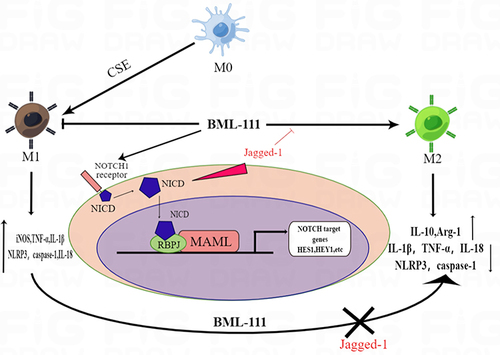 Figure 8 The mechanism of macrophage polarization and inflammation induced by BML-111 on RAW264.7 cells.