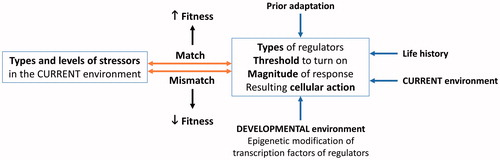 Figure 4. Predictors of fitness outcome based on an appropriateness of anti-damage regulators for the stressors present. Factors such as prior adaptation, life history stage, developmental environment, and current environment influence threshold, magnitude, and categories of anti-damage regulators as well as resulting cellular action (expanded in Figure 2). When the predetermined anti-damage regulator phenotype is appropriate for challenges present in the current environment, fitness is expected to increase. If the anti-damage regulator phenotype is not appropriate for the current environment, fitness is predicted to decline.