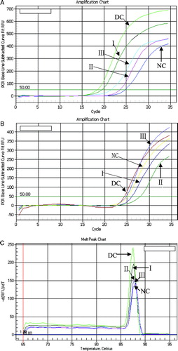 Figure 2 RT-PCR analysis using Multicolor Real time PCR Detection system. (A) The real-time PCR amplification chart of iNOS. (B) The real-time PCR amplification chart of β-actin. (C) The real-time melt peak chart of iNOS. NC, normal control; DC, diabetic control; I, group of 50 mg kg− 1day− 1; II, group of 100 mg kg− 1day− 1; III, group of 200 mg kg− 1day− 1.