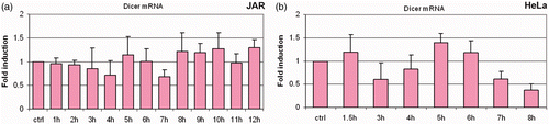 Figure 5. Dicer protein levels fluctuate in response to fever-range hyperthermia, with little change in Dicer mRNA. Bar graphs show Dicer mRNA expression expressed as fold induction relative to GAPDH. Specific patterns of protein fluctuations vary with cell lines, but changes in Dicer protein expression were present in all cells following treatment with fever range hyperthermia. Dicer mRNA levels do not show significant variation (p > 0.05) in the JAR (a) and HeLa (b) cell lines, suggesting that Dicer is regulated post-transcriptionally in these cells. Error bars were calculated using standard deviations based on technical replicates from three independent experiments. Statistical significance was assigned based on a two-tailed Students t-test and found to be significant.