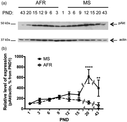 Figure 5. Effect of MS on the expression of survival active (phosphorylated) Akt kinase in early postnatal and young adult rat hypothalamus. Time course of expression of activated Akt (phosphorylated Akt, pAkt) levels in animal facility reared (AFR) and maternally separated (MS) rats. PND: postnatal day. (a) Representative Western blots illustrating immunoreactivity for pAkt and β-actin (same membrane as for caspase 3) from dissected hypothalamus. (b) Densitometric analysis of pAkt immunoblots. Each age point indicates the ratio of the active protein to the total protein expressed as the relative level of expression, estimated as a percentage from PND 1. Data are mean ± SEM. Open circles correspond to AFR and black boxes to MS rats. Statistical analyses by factorial ANOVA was used to determine the effects of MS treatment, age and treatment × age on protein levels (Table 1): **p < 0.01 and ****p < 0.0001 versus AFR group (n = 6 per group per day).