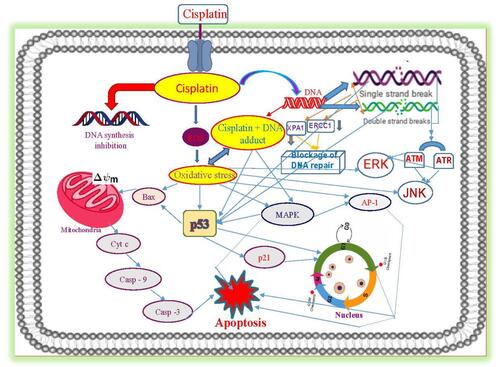 Figure 5 Molecular mechanisms of cisplatin-induced cytotoxicity in APL cells. Reproduced from Kumar S, Tchounwou PB. Molecular mechanisms of cisplatin cytotoxicity in acute promyelocytic leukemia cells. Oncotarget. 2015;6(38):40734–40746. Creative Commons license and disclaimer available from: http://creativecommons.org/licenses/by/4.0/legalcode.Citation14