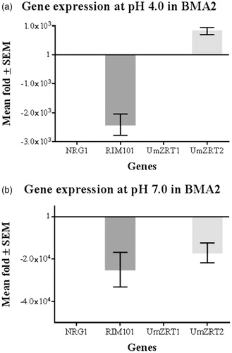 Figure 7. Relative gene expression of BMA2 at acidic and neutral pH. Each bar represents the mean fold change (by Livak method) for triplicate measurements of two biological experiments corresponding to each gene in FB1 (calibrator) and BMA2 (ΔRIM101). The fold change of the control is 1 as a constant and data of the control are incorporated in the interest genes fold change. a) Fold differences in expression at pH 4.0 and low zinc concentrations in BMA2 compared with FB1. Repression effect of Rim101p on UmZRT2 is shown. b) Fold differences in expression at pH 7.0 and low zinc concentrations of BMA2. The activator effect of Rim101p on FB1 is exhibited, since BMA2 shows more than 1000 fold of repression at this condition.