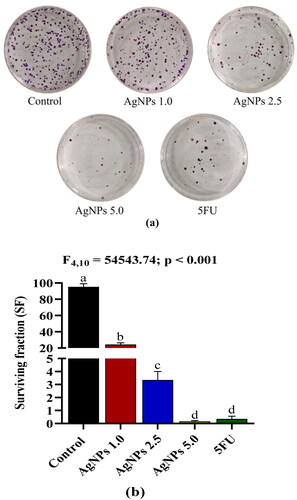 Figure 8. (a) Inhibition of colony formation of A549 cells mediated by AgNPs. (b) Effect of AgNPs on the reproductive viability of A549 cells, expressed as a surviving fraction (SF). Control: A549 cells without treatment; AgNPs 1.0, AgNPs 2.5 and AgNPs 5.0: A549 cells treated with 1.0, 2.5 and 5.0 µg/mL of AgNPs respectively; 5FU: A549 cells treated with 100 µg/mL of 5FU (positive control). Values are expressed as Mean ± SEM. Different letters indicate significant variation.