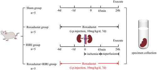 Figure 8. Illustration of the rat model of renal ischemia/reperfusion injury (RIRI). The rats were divided into the following groups: sham, roxadustat treatment, RIRI model, and roxadustat + RIRI (n = 5 per group). Rats in the roxadustat and roxadustat + RIRI treatment groups received intraperitoneal injections of roxadustat (10 mg/kg/day) for seven days before renal ischemia/reperfusion. After 24 h of reperfusion, the rats were euthanized. From each rat, a blood sample was collected from the abdominal aorta, and the left kidney was harvested.
