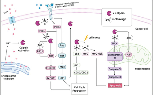 Figure 3. Calpain substrates in cell survival and apoptosis. Calpains become activated by increases in intracellular Ca2+ concentration, through Ca2+ influx or release from intracellular stores. Calpains are implicated in many key signalling pathways associated with cell death and survival including the PI3K-AKT [Citation107,Citation108], ERK [Citation113], p53 [Citation102], MYC [Citation104,Citation105], caspase [Citation38,Citation39] and AIF pathways [Citation101]. Created with BioRender.com.