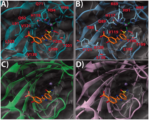 Figure 3. (a) 14/hCA IX (PDB 5FL4) theoretical complex as calculated by docking simulations. The protein is shown as cyan ribbons and sticks while the ligand as orange sticks. Critical residues are labeled. H-bonds are depicted as red dashed lines while coordination bonds as green dashed lines. (b) 14 hCA IX theoretical binding pose within the hCA XII (PDB 5MSA) X-ray structure. The protein is shown as light blue ribbons and sticks while the ligand as orange sticks. Critical residues are labeled. H-bonds are depicted as red dashed lines while coordination bonds as green dashed lines. (c) 14 hCA IX theoretical binding pose within the hCA I (PDB 6F3B) X-ray structure. The protein is shown as green ribbons and its molecular surface as transparent gray. The ligand is shown as orange sticks. (d) 14 hCA IX docked binding pose within the hCA II (PDB 3K34) structure. The protein is shown as pink ribbons and its molecular surface in transparent gray. The ligand is depicted as orange sticks. The images were rendered using the UCSF Chimera softwareCitation30.