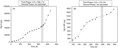 Fig. 5.  Profiles of cumulative mercury excretion by the kidneys (A) and the bronchoalveolar fluid (BF) (B) throughout the biological monitoring period (days 1–19). The hatched bars indicate the 24-h chelation challenge test.