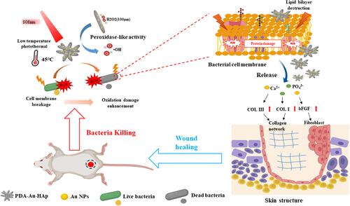 Figure 4 Schematic illustration of photothermal therapy combined with catalysis to achieve antibacterial effects and promote wound healing in vivo. PDA@Au-HAp catalyze the formation of OH from H2O2 at low concentration, enhanced photothermal antibacterial performance at 45oC via destruct cell membranes, proteins and DNA, PDA and the release of Ca2+ and PO43- promote the expression of related genes in NIH3T3 cells, facilitate the formation of granulation tissue and collagen synthesis to accelerate wound healing.