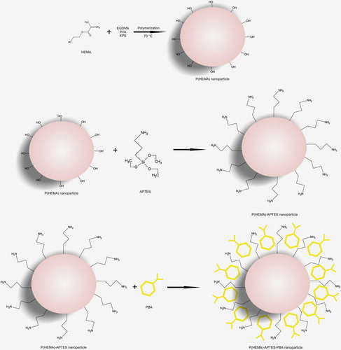 Figure 2. Schematic representation of the preparation of the p(HEMA)-APTES-PBA nanoparticles.