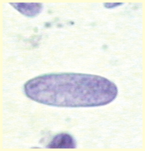 Figure 3. Microscopic image of a H&E-stained cytologic preparation with (segmented) nuclei of a 60 days old Wistar rat.