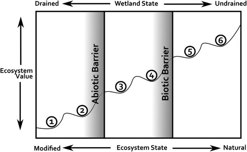 Figure 1. The naturalness axis in biodiversity conservation favours wetlands which are apparently unmodified by drainage. States 1 and 2 represent the range of wetlands impacted by drainage and other physical changes (e.g. eutrophication) which restoration would aim to remove. States 3 and 4 represent wetlands which have been impacted by perceived negative changes in biodiversity (e.g. invasive species). States 5 and 6 represent functional and ‘natural’ wetlands – the most highly valued positions. Wetland restoration aims to move any particular wetland towards higher states. Generalised scheme developed by Hobbs & Harris (Citation2001) (but see also, Machado Citation2004), image adapted from Keenleyside et al. (Citation2012, 6).