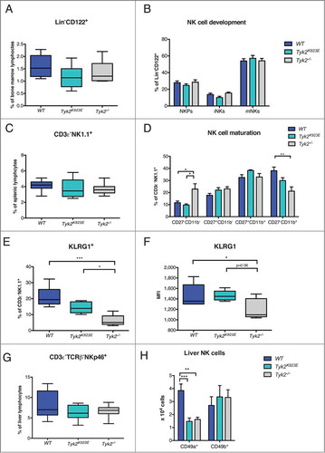 Figure 1. NK cell maturation is impaired in Tyk2−/− but partially restored in Tyk2K923E mice. (A) Frequency of all NK cells in bone marrow (Lin−CD122+) was assessed by flow cytometry. (B) Total NK cells were divided into subpopulations of three developmental stages: NK precursor (NKP), immature (iNK) and mature (mNK) NK cells. Percentages of NKPs (DX5−NK1.1−), iNKs (DX5−NK1.1+) and mNKs (DX5+NK1.1+) among the Lin−CD122+ population in bone marrow obtained from WT, Tyk2K923E and Tyk2−/− mice are shown. (C) Percentages of NK cells in the spleen were assessed by flow cytometry. (D) Splenic CD3ε−NK1.1+ cells were analyzed for the expression of maturation markers CD27 and CD11b. Percentage of NK cells in each of the four maturation stages: CD27−CD11b−, CD27+CD11b−, CD27+CD11b+ and CD27−CD11b+ is shown. (E, F) The abundance of KLRG1+ cells among CD3ε−NK1.1+ population and the level of KLRG1 expression (MFI) were assessed in the spleen of WT, Tyk2K923E and Tyk2−/− mice. (G) Percentage of NK cells (CD3ε−TCRβ−NKp46+) among liver lymphocytes was assessed by flow cytometry. (H) Liver NK cells were divided into two subpopulations: liver resident NK cells (CD49a+) and conventional NK cells (CD49b+) and the total number of each population is presented. (A, C, E, F, G) Boxplots with whiskers from minimum to maximum show data derived from two (A, E, F, n = 6–8 per genotype) or three (C, G, n = 10 per genotype) independent experiments. (B, D, H) Mean ± SEM of two independent experiments is presented (n = 6–7 per genotype). (A–H) * P < 0.05, **P < 0.01, *** P < 0.001.