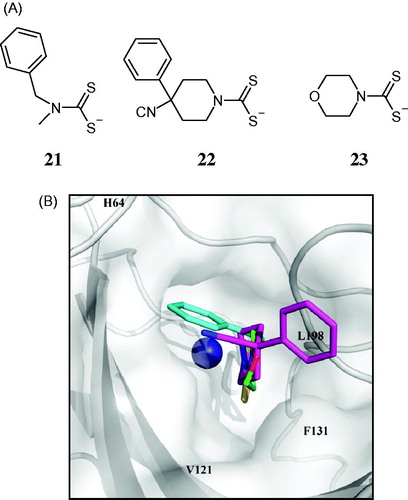Figure 3. (A) Structure of DTCs 21–23. (B) View of compounds 21 (cyan), 22 (magenta), 23 (green), superposed in the active site of hCA II. The zinc ion is shown as the central blue sphere and the amino acid residues involved in the binding are evidenced and numbered (hCA I numbering system)Citation83.