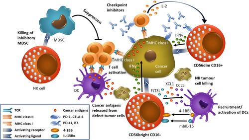 Figure 1 NK cells and other immune cells in the tumor microenvironment. NK cells of the CD56dim CD16+ phenotype secrete interferon-γ (IFN-γ), which increases the expression of MHC class I of tumor cells, enhancing the presentation of tumor antigens to T cells. Inhibitory checkpoint molecules expressed by NK cells can be blocked using specific monoclonal antibodies (ICIs). NK cells of the CD56bright CD16- phenotype recruit dendritic cells (DCs) to the tumor microenvironment (TME) and drive their maturation via chemokine ligands CCL5, XCL1 and FMS-related tyrosine kinase 3 ligand (FLT3L). DCs in turn stimulate NK and T cells via membrane-bound IL-15 (mbIL-15) and 4–1BBL secretion. Eventually, NK cells lyse tumor cells resulting in release of cancer antigens, which are then presented by DCs, to provoke specific T cell activation in relation with MHC class I molecules. The immunotherapeutic effect of NK cells includes the removal of immunosuppressive MDSCs.