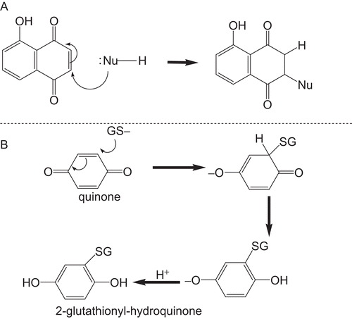 Figure 5.  Reaction of proteins or GSH with quinones. In A, the reaction is with any nucleophile, whilst in B, the reaction is with reduced glutathione (GSH).