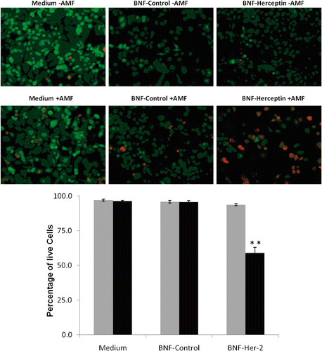 Figure 7. Quantification of SK-BR-3 cell killing before and after AMF exposure following incubation with non-antibody- versus antibody-directed nanoparticles using the Live/Dead assay. Live SK-BR-3 cells were incubated in medium alone, or with non-antibody-directed nanoparticles (BNF-control) or with Herceptin-directed nanoparticles (BNF-Herceptin) for 2 h. The cells were then washed and treated with a 163 kHz frequency AMF using a steady amplitude of 450 Orsteds for 20 min. Temperature monitoring of the media showed no rise in temperature above 37°C in wells that had been treated with the two types of nanoparticles. Cells were fixed and stained at 6 h using the Live/Dead assay and photographed (upper panels: 40×; calcein (green live)1/200 s; EthD-1 (red dead) 1/250 s) and cells were counted to determine the live/dead cell numbers (lower graphs). Data were pooled for at least duplicate wells and student t-tests used to test the null hypothesis. Only the SK-BR-3 cells that had been incubated with Herceptin-directed nanoparticles and exposed to AMF exhibited a statistically increased incidence of cell toxicity in the Live/Dead assay (p < 0.01**).