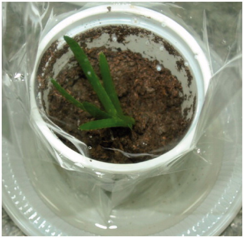 Figure 4. Adaptation of micropropagation plantlets A. vera and transferring them into soil.