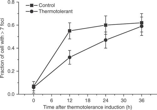 Figure 3. The decay of the attenuation of the γ-H2AX response in thermotolerant HA-1 cells. Control cells (▪) and cells heated at 43°C for 30 min allowed to recover for 12 h (•) were heated at 43°C for 60 min at various times post treatment and the fraction of cells positive for γ-H2AX foci cells was determined.