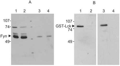 Figure 5.  Western blot of protein kinases treated with the inhibitory sample. Protein kinases were incubated with lysis buffer or inhibitory sample for 20 min and then incubated for 20 min in the presence of ATP and cdc2(6-20) peptide substrate. Reaction was terminated by heat denaturation. (A) Purified bovine Fyn with buffer A (lanes 1 and 3) and inhibitor sample (lanes 2 and 4). The amount of Fyn protein sample loaded was 500 ng (lanes 1 and 2) and 50 ng (lanes 3 and 4). The Fyn kinase activity after incubation with inhibitor sample was 30% of that treated with buffer A. (B) GST-Lck with buffer A (lanes 1 and 2) and inhibitor sample (lanes 3 and 4). The amount of GST-Lck protein loaded on each track was 40 ng (lanes 1 and 3) and 13 ng (lanes 2 and 4). The GST-Lck kinase activity treated with inhibitor sample was 8% of that treated with buffer A. This result is representative of three reproducible experiments.