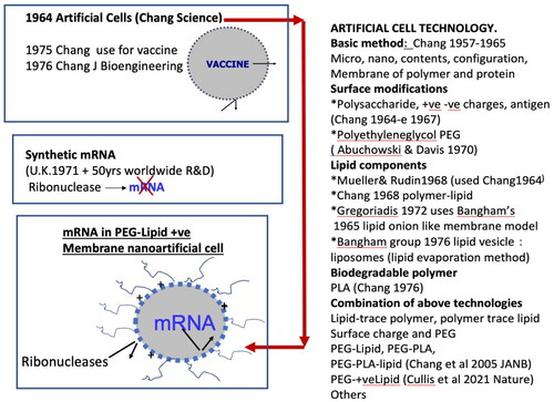 Figure 2. The many steps from many laboratories around the world over many years to finally result in successful clinical uses of mRNA vaccines. Research over many years (right) have made it possible to taylor-made an artificial cell carrier suitable for mRNA (lower left). mRNA is bioencapsulated inside lipid-polymeric membrane artificial cells to prevent it from being inactivated by ribonucleases, positively charged membrane facilitates its uptake by the COVID-19 virus. Polyethylene glycol on the surface of lipid membrane prevents the nanoparticles from quick removal by macrophages after infusion.