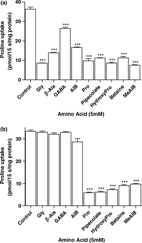 Figure 9.  Effects of other amino acids on PAT1- (a) and IMINO-mediated (b) proline uptake in rabbit renal BBMV. [3H]Proline (10 µM) uptake (15 s) into rabbit renal BBMV was measured in the presence or absence of unlabeled amino acids (all 5 mM) in the presence of either an inwardly directed H+ gradient (extravesicular pH 6.0, intravesicular pH 8.4, Na+-free conditions) (a) or an inwardly directed Na+ gradient (both extra- and intravesicular pH 7.5) (b). The Na+ gradient experiments (b) were performed in the presence of 10 mM alanine in the extracellular uptake solution to inhibit any PAT1-mediated uptake. Results are mean±SEM (n=6). ***p<0.001 rabbit PAT1 versus control.