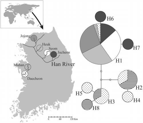 Figure 2. Statistical parsimony network model drawn based on the cyt b sequence data obtained from 60 R. pseudosericeus individuals. Each circle represents a different haplotype with its diameter proportional to the haplotype frequency. Each line between haplotypes represents a nucleotide substitution. The six sampling localities are indicated with a relative frequency in each haplotype circle.