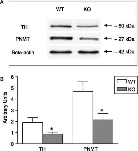 Figure 5 Western blot analysis of TH and PNMT in adrenal gland homogenates pooled from WT (n = 7) and KO mice (n = 8). (A) Gel lanes for TH, PNMT and beta-actin. The positions of the respective molecular weight markers are indicated. (B) Semi-quantitative histogram depicting TH and PNMT expression. Data were normalised to the respective beta-actin values. *p < 0.05 vs. WT, Mann–Whitney U-test.