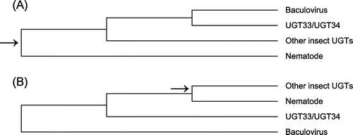 Figure 4. Schematic representation of UGT phylogeny rooted (A) with nematodes and (B) with baculoviruses. In each case, arrow indicated putative MRCA of insects and nematodes.