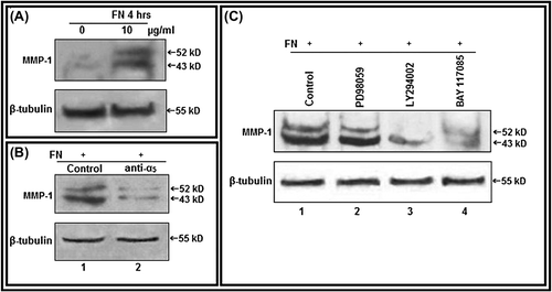 Figure 6. Culture of PC-3 cells on FN-coated surface modulate MMP-1: A. PC-3 cells (300 000 cells/ml) were grown in SFCM in absence (0) and in presence of 10 μg/ml FN for 4 h. Equal amounts of protein (100 μg) of cell extracts were subjected to western blot analysis with anti-MMP-1 antibody. B. PC-3 cells, untreated or treated with anti-α5 integrin antibody (1 μg/ml for 1 h), were allowed to grow in presence of FN (10 μg/ml for 4 h). Cell extracts (100 μg) were subjected to western blot analysis with anti-MMP-1 antibody. C. PC-3 cells, untreated (Lane 1) or treated with ERK inhibitor PD98059 (Lane 2), PI-3K inhibitor LY294002 (Lane 3) (50 μM each in SFCM for 1 h) and NF-κB inhibitor (Lane 4) BAY-11-7085 (5 μM for 24 h), were allowed to grow in presence of FN (10 μg/ml for 4 h). Cell extracts (100 μg) were subjected to western blot analysis with anti-MMP-1 antibody. β-tubulin was used as internal control.