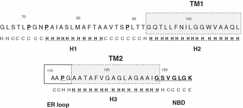 Figure 9.  Suggested boundaries for TM1 and TM2 in the NS4B N-terminal half. The NS4B primary structure between residues 66-135 is shown. The sequences proposed as TM1 and TM2 helices are presented in grey background framed by broken line. The Pro residues, and the putative Nucleotide Binding site (NBD [Citation31]) are underlined and indicated in bold. Under each residue is shown the PROF (http://www.aber.ac.uk/∼phiwww/prof/) prediction for being in a helix (H), in a coil (C) or a b-strand. The helical regions consisting of residues with prediction reliability accuracy for being in a helix > 0.6 (Supplementary Figure S2, online version), are indicated as H1, H2 and H3 and are underlined. Helices H2 and H3 show < 25% solvent accessibility in their entire length and < 5% solvent accessibility in their 10 central residues. Residues 110-113, framed with a solid line, are proposed to form the ER luminal loop connecting TM1 and TM2.