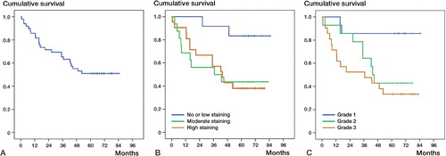 Figure 2. Kaplan-Meier survival analysis. A. Survival analysis of all 49 patients with atypical lipomatous tumor (n = 9) or soft-tissue sarcoma (n = 40). B. Survival analysis of the 49 patients with atypical lipomatous tumor or soft-tissue sarcoma divided into 3 subgroups with negative or low ASI YKL-40 staining-intensity tumors (n = 12) (blue line), moderate staining-intensity tumors (n = 16) (brown line), and high staining-intensity tumors (n = 21) (green line). C. Survival analysis of the 49 patients with atypical lipomatous tumor or soft-tissue sarcoma divided into 3 subgroups based on the histological malignancy grade: grade-1 tumors (n = 14, blue line), grade-2 tumors (n = 14, green line), and grade-3 tumors (n = 21, brown line).