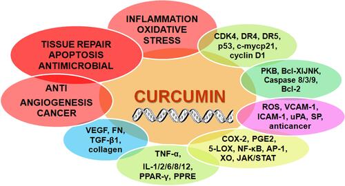 Scheme 1 Pathways for ocular disease and biochemical properties of curcumin. Proliferation pathway: CDK4, cyclin D1, c-myc; cell survival pathway: Bcl-2, Bcl-xL; caspase activation pathway: caspase 8/3/9; molecular pathways containing the protein kinase c-Jun N-terminal kinases: JNK; protein kinase B: PKB; reactive oxygen species: ROS; endothelial vascular cell adhesion molecule-1: VCAM-1; intracellular adhesion molecule-1: ICAM-1; leukocyte adhesion molecule-1: ELAM-1; metalloproteinases: MMP; serine protease family: SP; urokinase plasminogen activator system: uPA; tumor suppressor pathway: p53, p21; death receptor pathway: DR4, DR5; cyclooxygenase-2: COX-2; 5-lipoxygenase: 5-LOX; prostaglandin E2: PGE2; nuclear factor –κB: NF-κB; activator protein-1: AP-1; xanthine oxidase: XO; janus kinase, signal transducer and activator of transcription: JAK/STAT; tumor necrosis factor-α: TNF-α; proinflammatory interleukins: IL-1, IL-2, IL-6, IL-8 and IL-12; peroxisome proliferator-activated receptor-γ: PPAR-γ; vascular endothelial growth factor: VEGF; transforming growth factor: TGF-β1; stimulate the fibroblasts expression of fibronectin: FN; collagen.