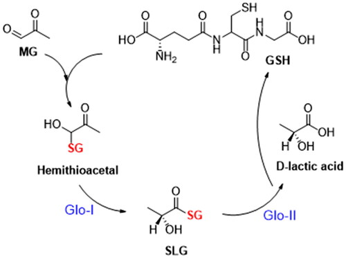 Figure 1. Glyoxalase cycle detoxification process.