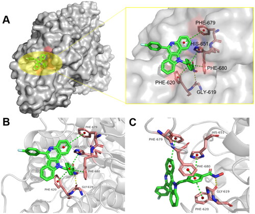 Figure 13. Binding interactions between compounds 10c and HDAC6 (PDB: 5EDU); (A) binding interactions of 10c with HDAC6 protein; (B/C) 90° clockwise rotation of the HDAC6 protein (with 10c bound) along x-axis. Yellow dashes represent hydrogen bond and the green dashes represent π–π interactions.