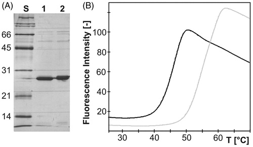 Figure 3. (A) Silver-stained SDS-PAGE of purified recombinant mdN (lane 1) and mdNi (lane 2) with molecular weight standards in kDa (lane S). Each lane contains 3 µg of protein. (B) Thermal unfolding transition of mdN (gray) and mdNi (black) proteins. After reaching the plateau, the fluorescence intensity started to decrease due to denaturation of the protein–dye complex.