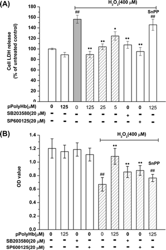 Figure 3 Effects of pPolyHb, SnPP, SB203580 and SP600125 on LDH leakage and cell viability in H2O2-treated HUVECs. HUVECs were pretreated with the indicated concentrations of pPolyHb for 10 h, or with SB203580 or SP600125 for 2 h, followed by exposure to H2O2 (400 μM) for 4 h. For the SnPP group, SnPP (20 μM) was co-incubated with HUVEC cells for 2 h in advance of pPolyHb pretreatment, followed by exposure to H2O2 (400 μM) for 4 h. (A) Effects on LDH leakage. (B) Effects on cell viability. ##P < 0.01 compared to the control, **P < 0.01 compared to the group treated with H2O2 alone, *P < 0.05 compared to the group treated with H2O2 alone.