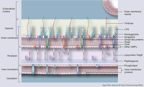Figure 1. Schematic composition of the cell envelope of Porphyromonas gingivalis.A P. gingivalis vaccine might be based on surface antigens: capsule, LPS, fimbriae, OMPs, gingipains and hemagglutinin, of which LPS and gingipains could also be localized within the outer membrane vesicles Citation[21].LPS: Lipopolysaccharide; OMP: Outer membrane protein.