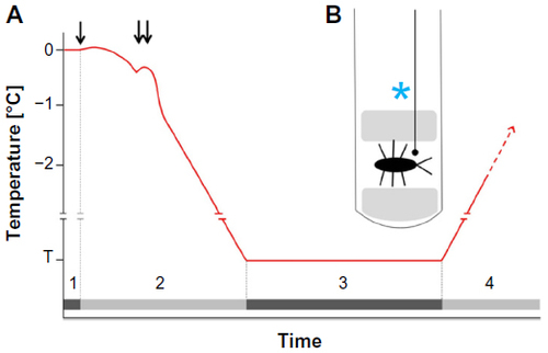 Figure 2 A possible method to test tolerance to inoculative freezing in insects.