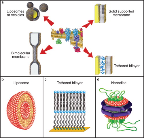 Figure 4. Schematics of assembly of different membrane model systems (a), and detailed views of liposomes (b), tethered bilayers (c) and nanodiscs (d). These environments are suitable for incorporation of membrane proteins from CFPS. The figure is based on Köper et al. (Citation2006), a public image, Braunagel et al. (Citation2011) and Leitz et al. (Citation2006). This Figure is reproduced in colour in Molecular Membrane Biology online.