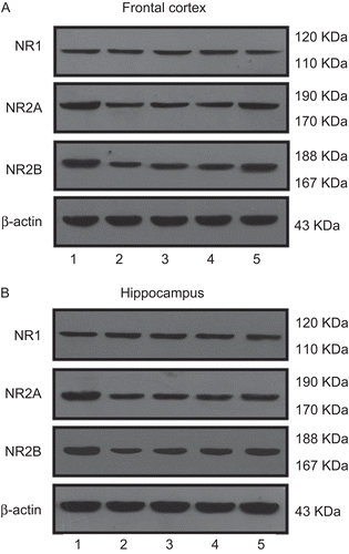 Figure 3.  Western blots were carried out to analyze the expression of NMDA receptor subunits (NR1; NR2A; NR2B) and β-actin in crude membranes isolated from rat frontal cortex (A) and hippocampus (B) after administration of GMDZ decoction. Results shown are immunoblots from single representative experiments. (1) Control group, (2) UCMS group, (3) UCMS + fluoxetine, (4) UCMS + low-dose GMDZ decoction, (5) UCMS + high-dose GMDZ decoction.