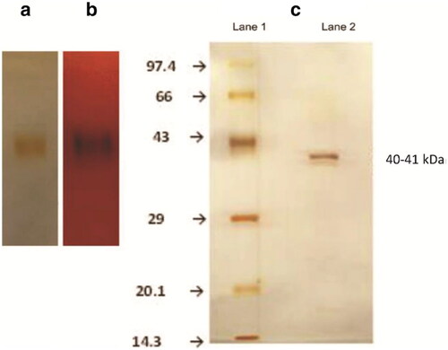 Figure 2. (a) Native PAGE of rice bean acid phosphatase stained with silver staining showing a single band. (b) Activity-stained gel using Fast Garnet GBC salt and α-naphthyl phosphate. (c) Lane 1 Mobility of silver stained standard molecular mass marker proteins (14.3–97.7 kDa). Lane 2 Denaturing SDS-PAGE of silver stained rice bean acid phosphataseCitation55.