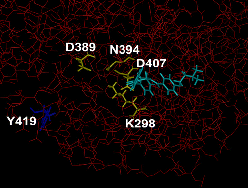 Figure 2 Structure of part of fyn kinase in complex with 3c. The heavy atoms of fyn 60-536 are coloured red and displayed as thin sticks. The residues in fyn that participate in coordinating the magnesium ion and the α- and β-phosphates of ATP (fyn K298, N394, and D407) and the proton acceptor site (fyn D389) are coloured yellow and displayed as thick sticks. The autocatalytic phosphorylation site in fyn, Y419, is coloured dark blue. The docked compound 3c is coloured light-blue. The docked compounds do not directly interact with the proton acceptor site (fyn D389) nor the residues coordinating the phosphate-magnesium ion (side chain atoms of fyn K298, N394, and D407), rather they interact with the residues coordinating the adenosine moiety of ATP, and include backbone atoms of K298 andD407. Thus, the presence of the compounds may alter the orientation of the side chains of K298 and D407 in fyn and thereby effect ATP binding. (Please see colour online)
