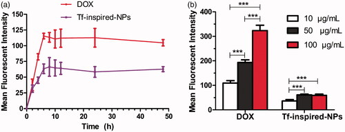 Figure 3. Total cellular uptake of free DOX and Tf-inspired-NPs by hUC-MSCs. (a) Depicts the incubation time-dependent manner of hUC-MSCs uptake; (b) Reports the mean fluorescence intensity of DOX and Tf-inspired-NPs under different drug concentration. Data is expressed as mean ± standard deviation (n = 3), ***p < .001.