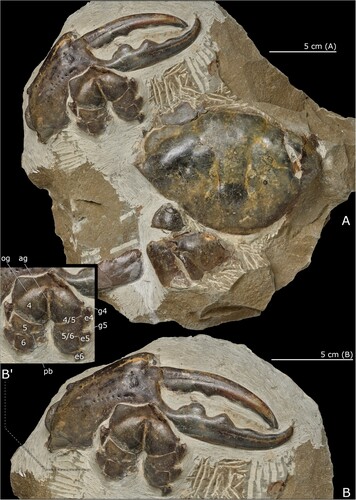 Figure 3. Pseudocarcinus karlraubenheimeri n. sp., A, holotype, NMNZ CR.027704, showing dorsal carapace, thoracic sternum and major right cheliped (male); B, detail of right major cheliped and thoracic sternum; B’, annotated detail of thoracic sternum, abbreviations: 4, 5, 6, thoracic sternites 4, 5 and 6; e4, e5, e6, episternites 4, 5 and 6; g4, g5, gynglyme of thoracic sternites 4 and 5; 4/5, 5/6, thoracic sternal sutures 4/5 and 5/6; ag, axial groove; og, oblique groove; pb, press-button for pleonal holding mechanism. Photographs by Jean-Claude Stahl (NMNZ). Scale bars equal 50 mm.